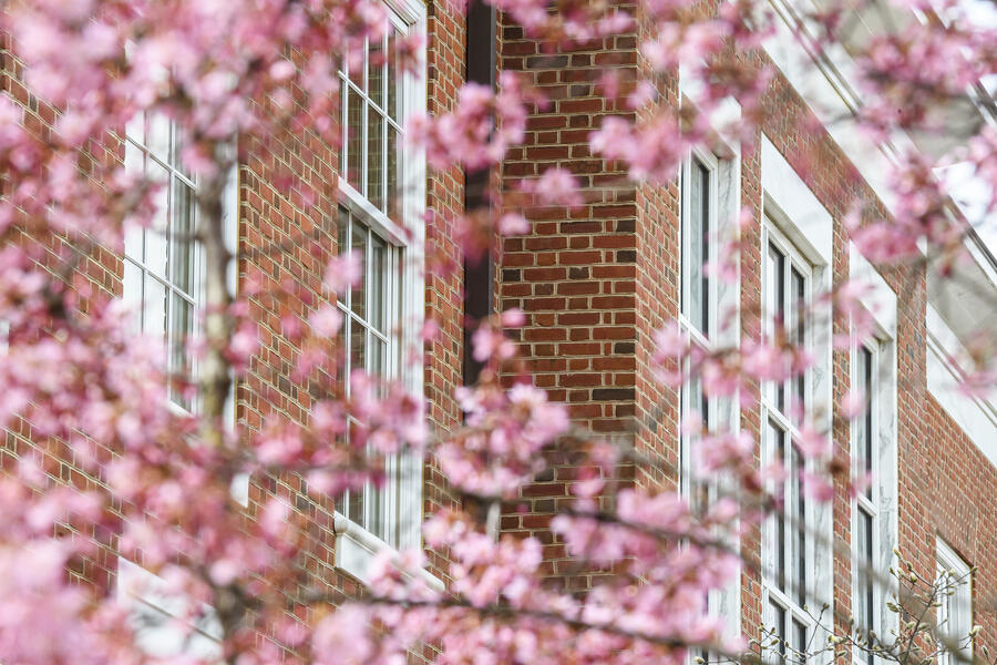 Pink springtime blossoms on the Homewood campus