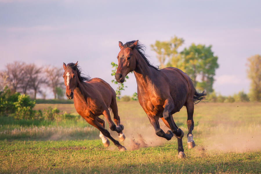 Two brown horses run in a field, their hooves kicking up dirt
