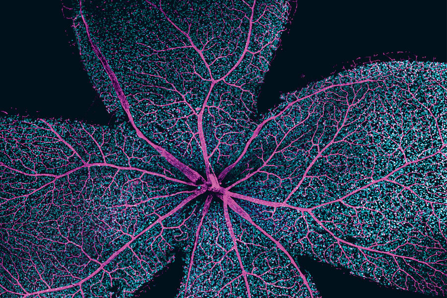 Resembling fluorescent flower petals, this image shows the blood vessels in a mouse retina, as seen using confocal microscopy. 