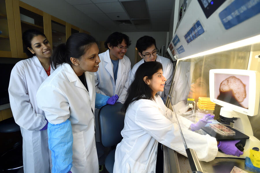 Annie Kathuria and her research team have grown a novel whole-brain organoid, complete with neural tissues and rudimentary blood vessels—an advance that could usher in a new era of research into neuropsychiatric disorders such as autism. 