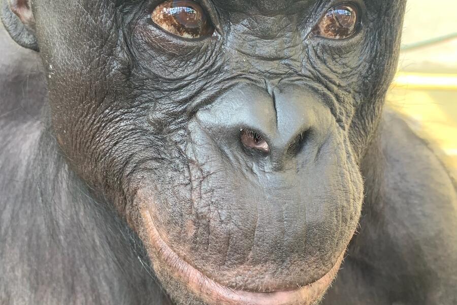 Kanzi, a bonobo, was part of the study