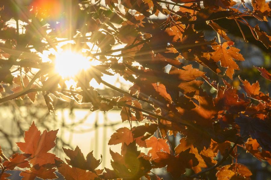The sun reflects off a building's windows through autumnal foliage.