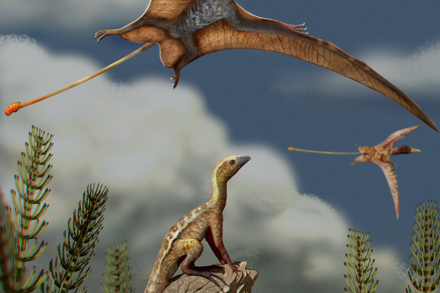 Two pterosaurs fly in the air as a smaller, wingless dinosaur watches from the ground.