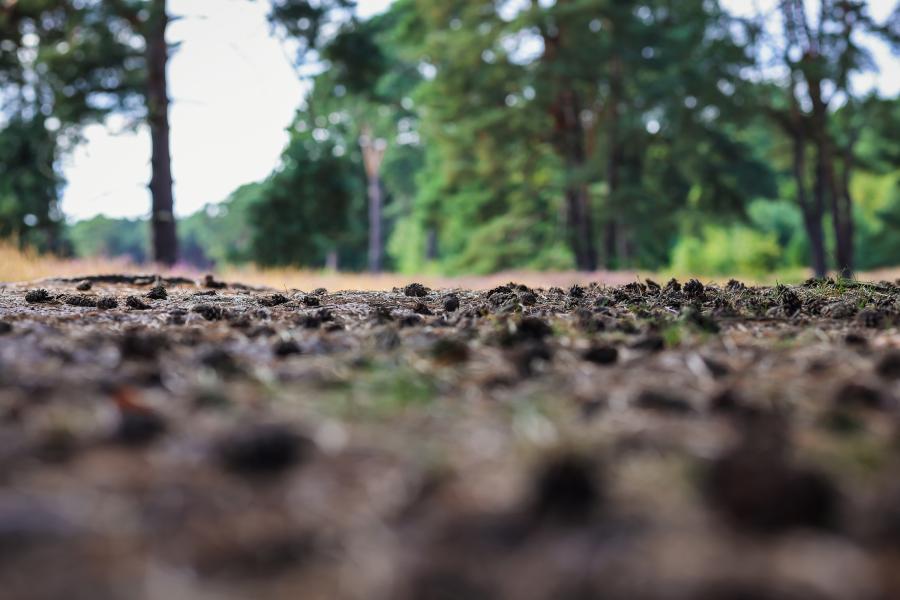Sunlight and low angle view photo of forest ground with pine cones and needles with trees in background