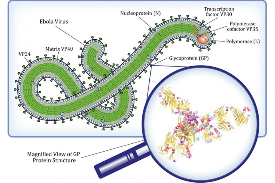 ebola virus structure