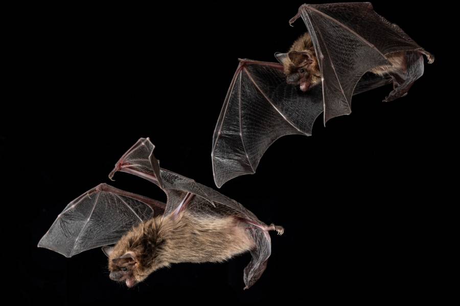 Two female bats mid-flight