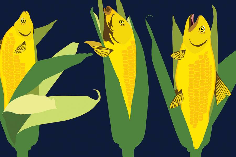 Illustration shows fish as ears of corn