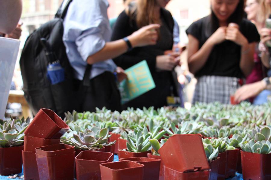 Students choose succulent plants