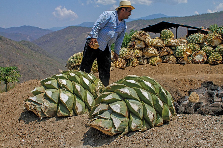 A man shifts rocks around while two partially harvest agave plants, trimmed of their spiky leaves, rest on the ground