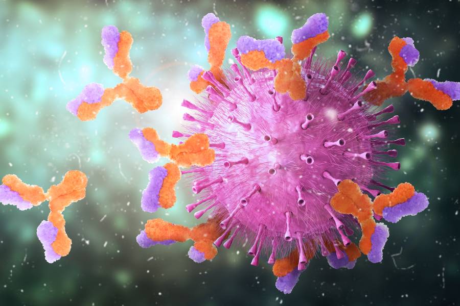 Antibodies attack a virus 