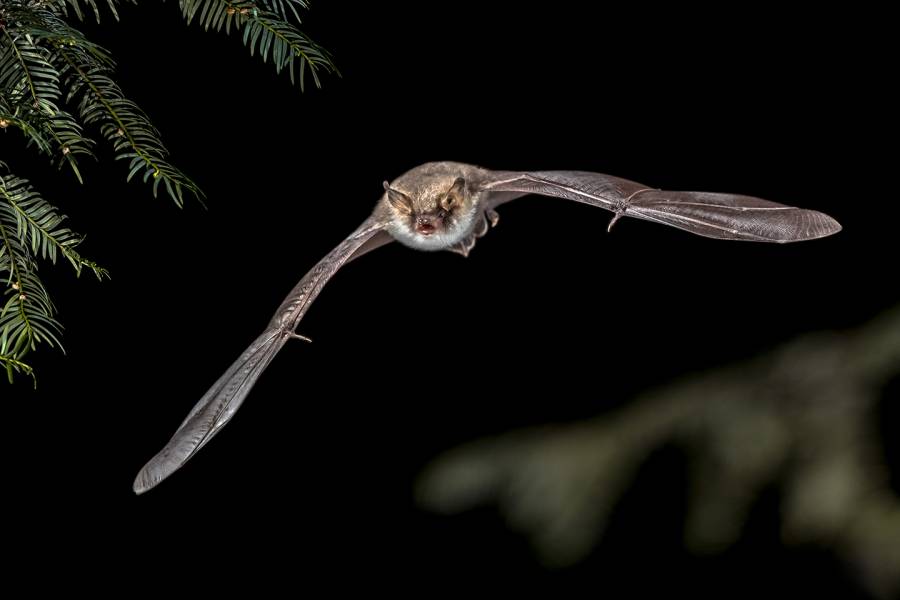 Bat flying through air