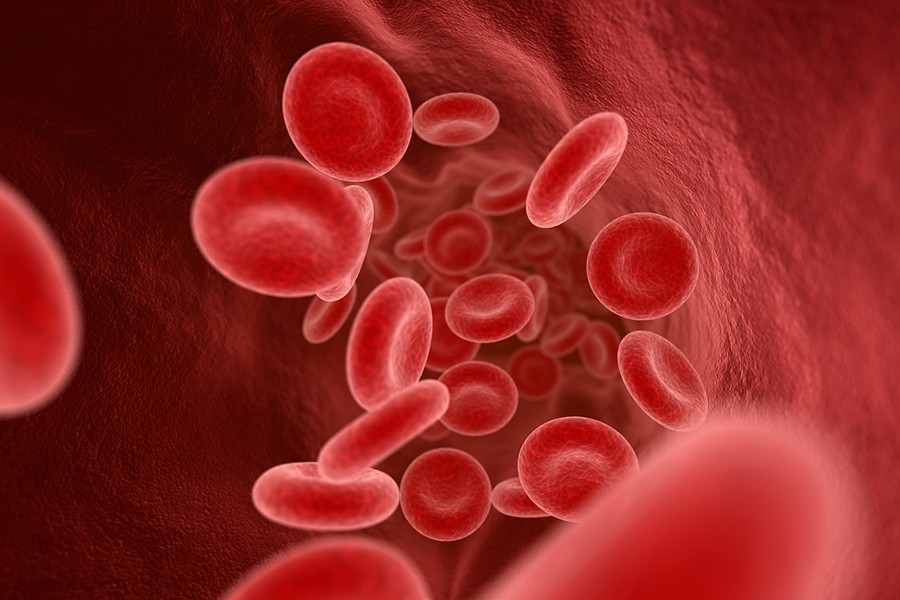 Blood cells in a vein