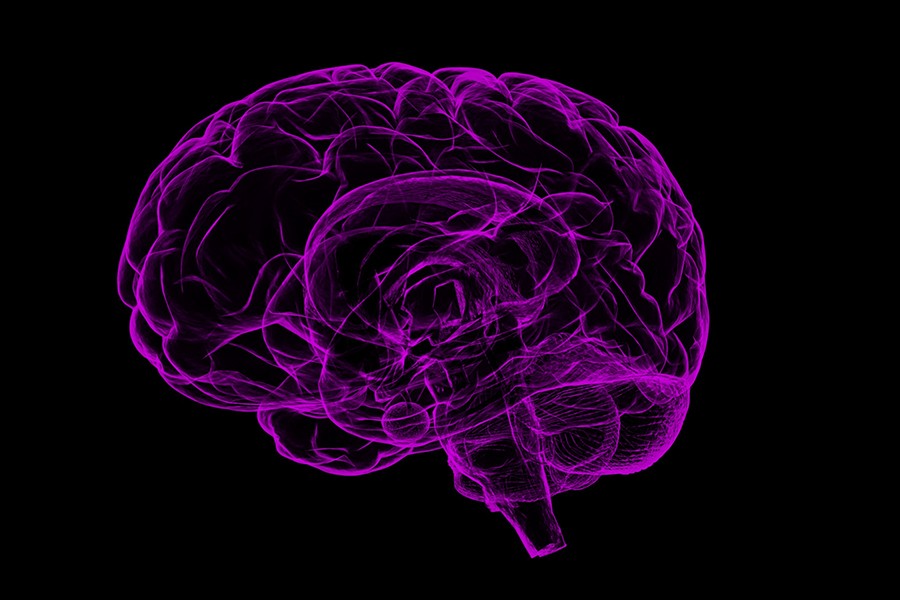 Illustrated brain