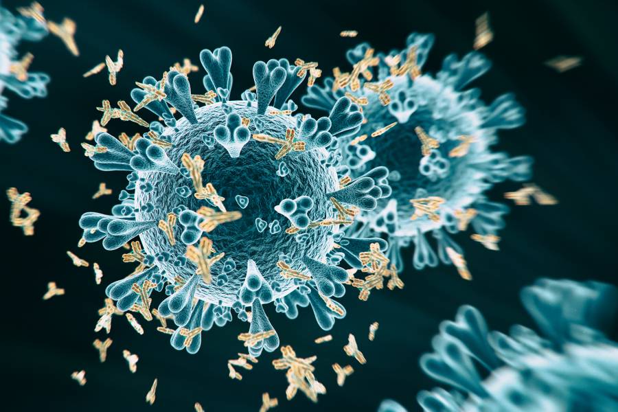 Antibodies bind to a coronavirus cell