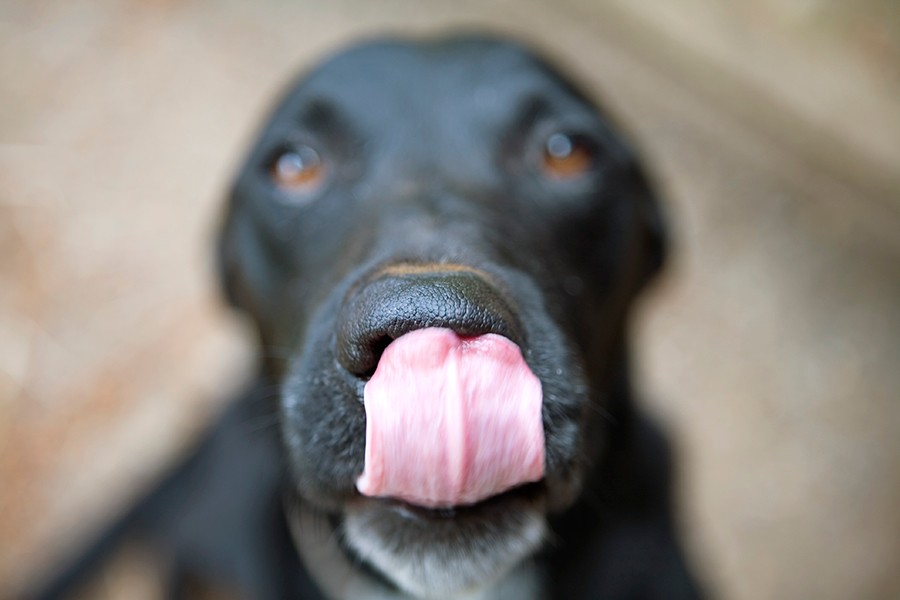 Black labrador dog sticks out his tongue to lick his nose