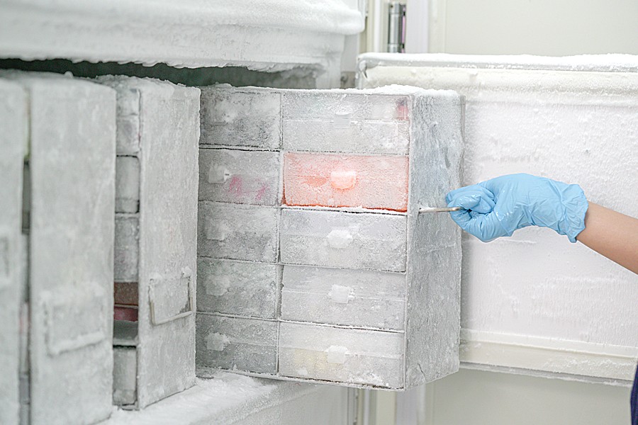 A gloved hand pulls containers of isolated pathogens from a laboratory freezer.