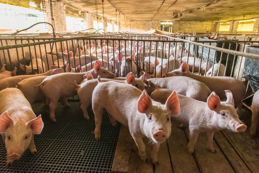 Pigs in confinement in factory farm