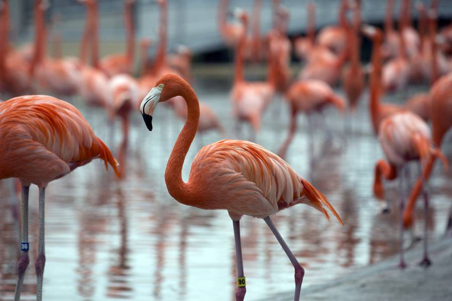 Flamingos, elephants, and sharks: How do blind adults learn about animal  appearance? | Hub