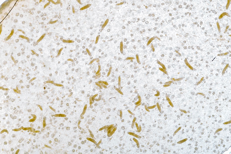 Dozens of yellow fruit fly larvae on a white background in a lab setting