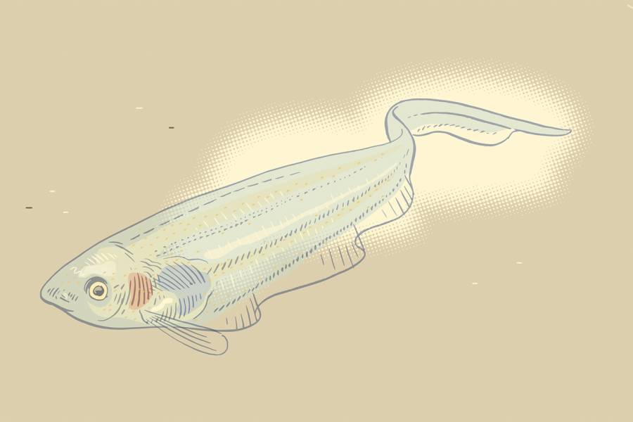 Illustration of knifefish