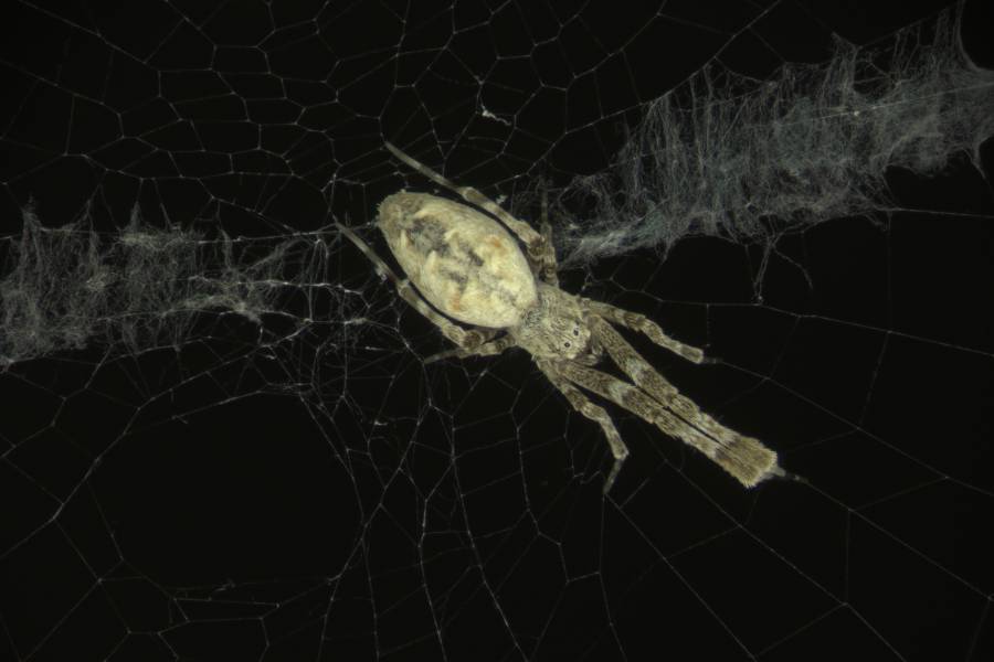 Spider webs don't rot easily and scientists may have figured out why