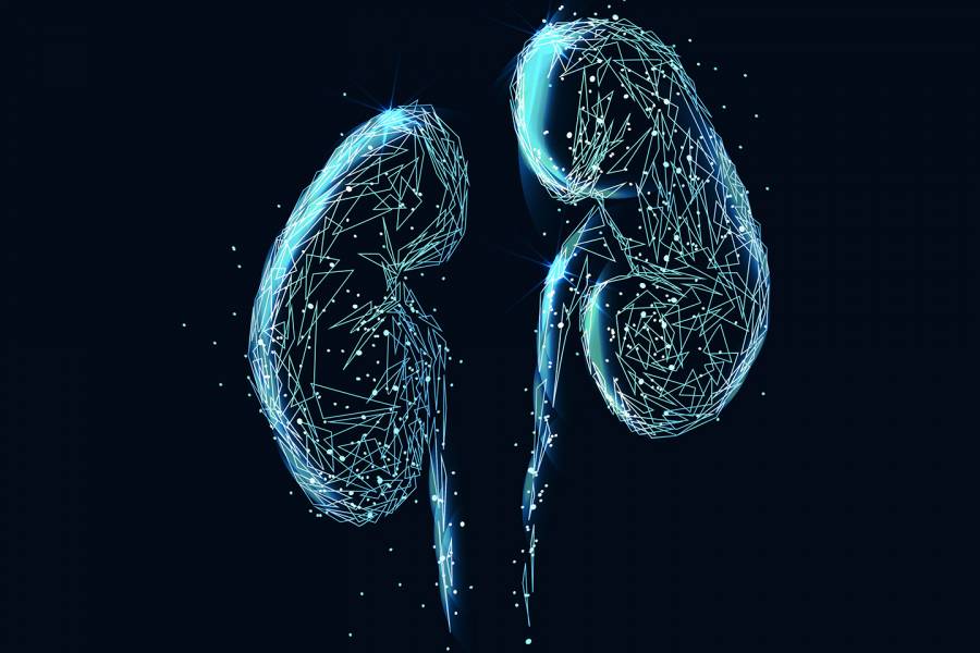 Kidneys illustration