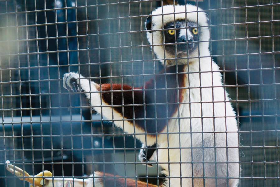A sifaka lemur inside of a cage