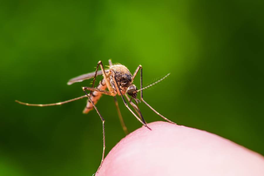Mosquito on a finger
