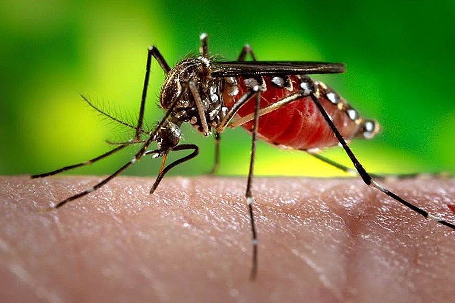 Education corner: The buzz on mosquito-borne viruses | Hub