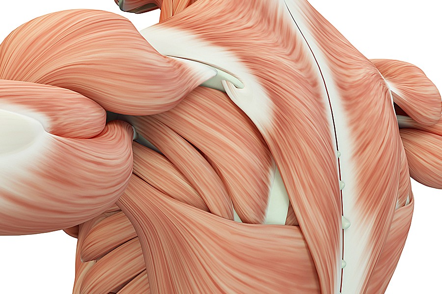 Illustration of the muscles in the back and shoulders