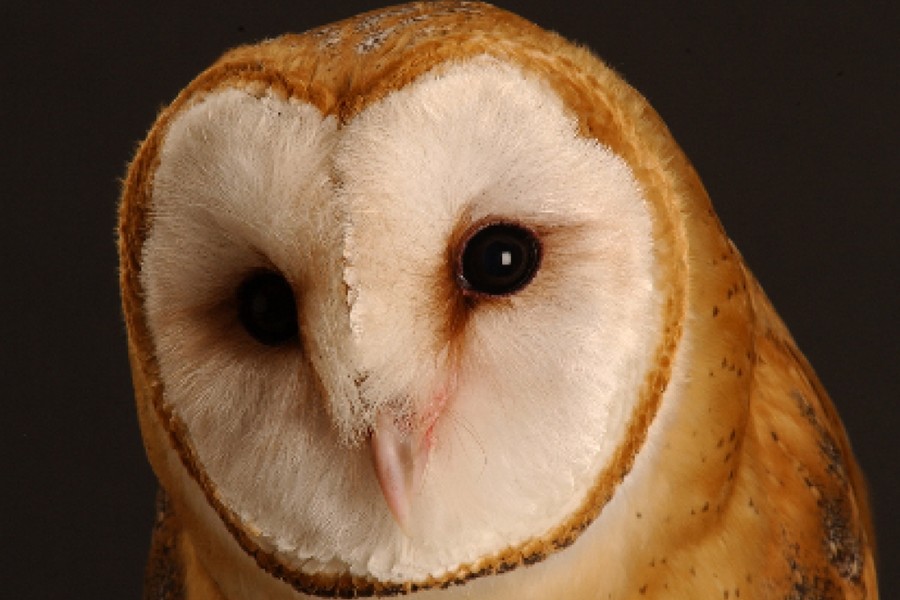 Owls provide clues on how humans focus attention | Hub