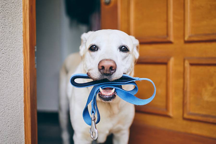 Cute dog with a leash in his mouth, ready to go for a walk