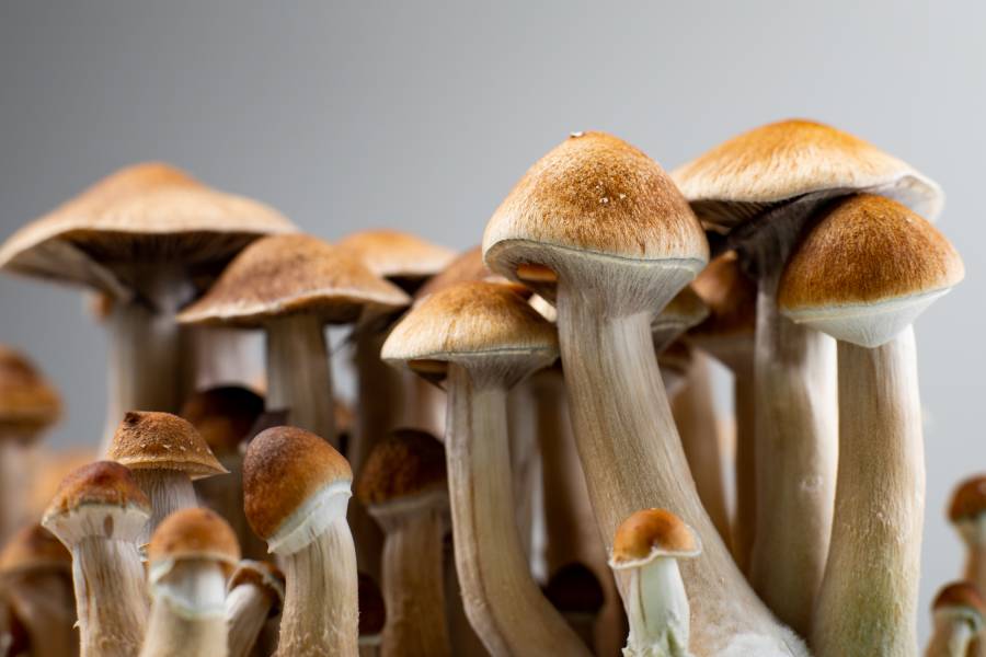 edible magic mushrooms