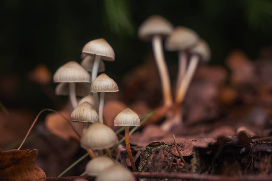 Psychedelic mushrooms