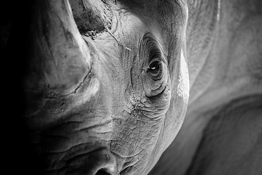 black and white photo of rhinoceros
