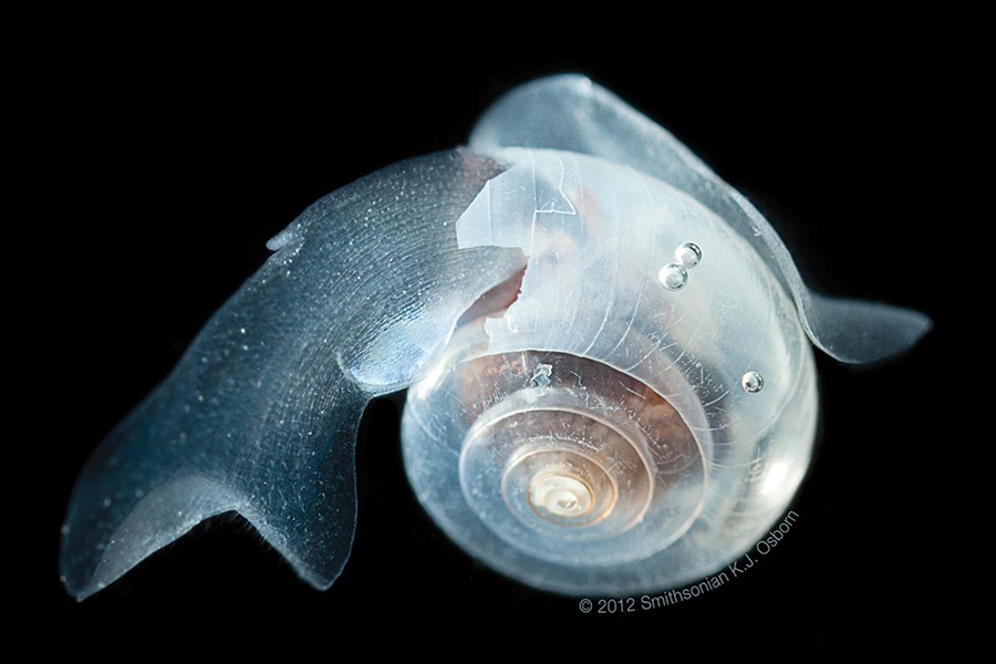 What tiny mollusks in Antarctica can tell us about ocean acidification ...