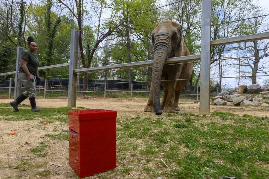 An elephant reaches her trunk through her fence to smell the contents of a red box outside her enclosure