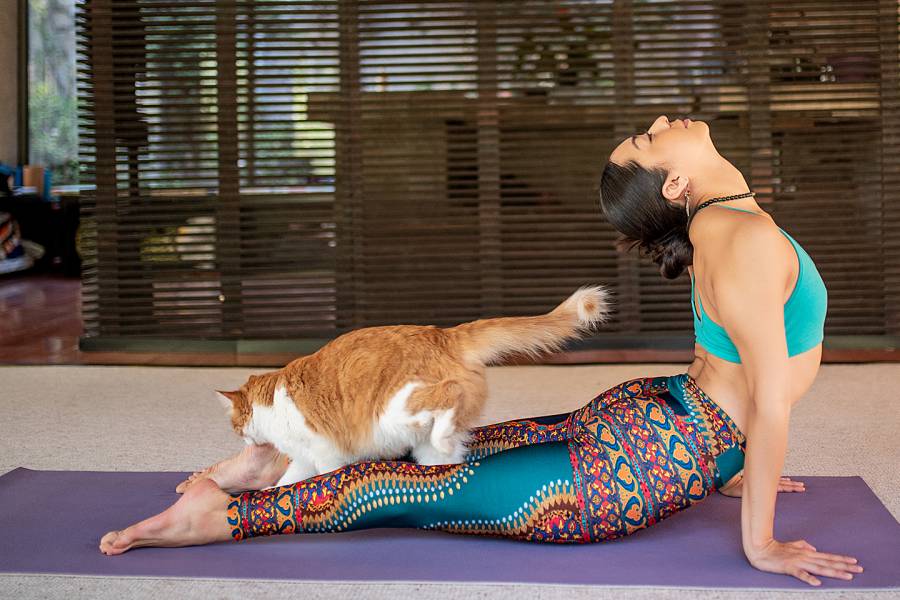 Woman in yoga pose with her cat on her back