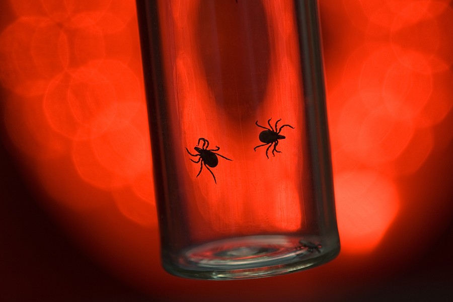 Two ticks in a glass vial silhouetted against a red background light