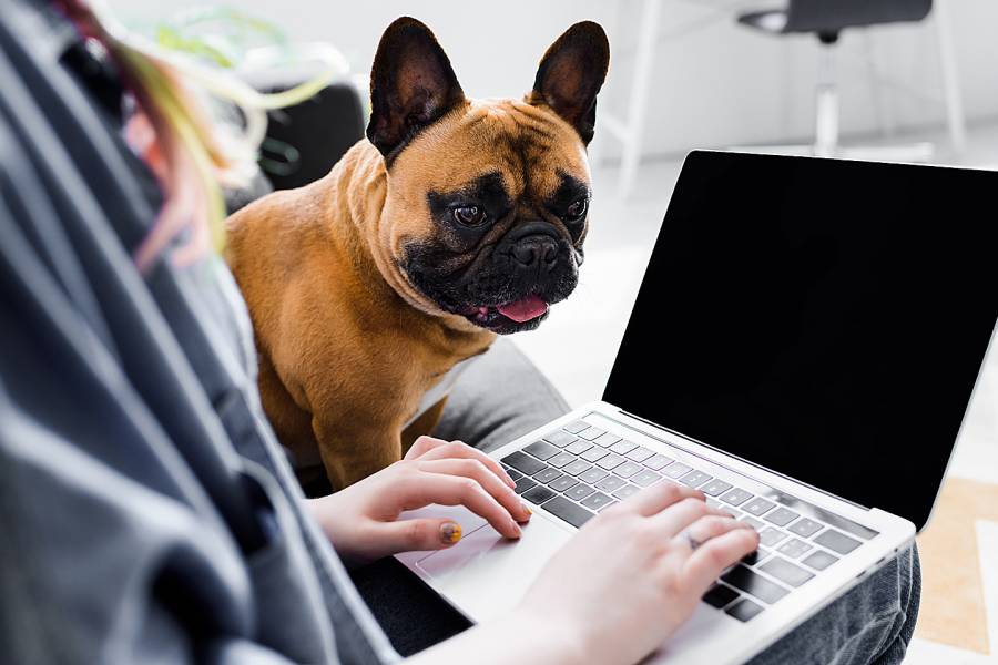 Puppy next to a laptop that a woman is using at home