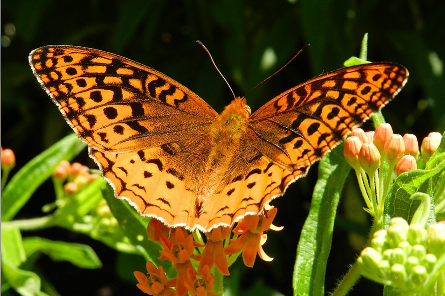 An orange butterfly sits on a flower in a garden