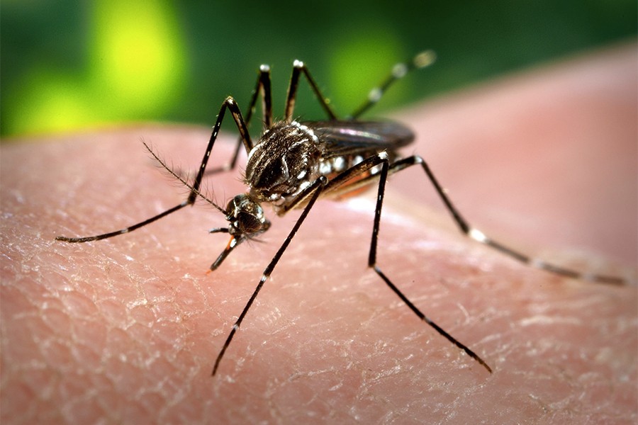 Close up of yellow fever mosquito, or Aedes aegypti