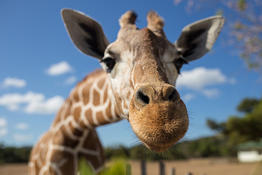 Closeup of a giraffe's head
