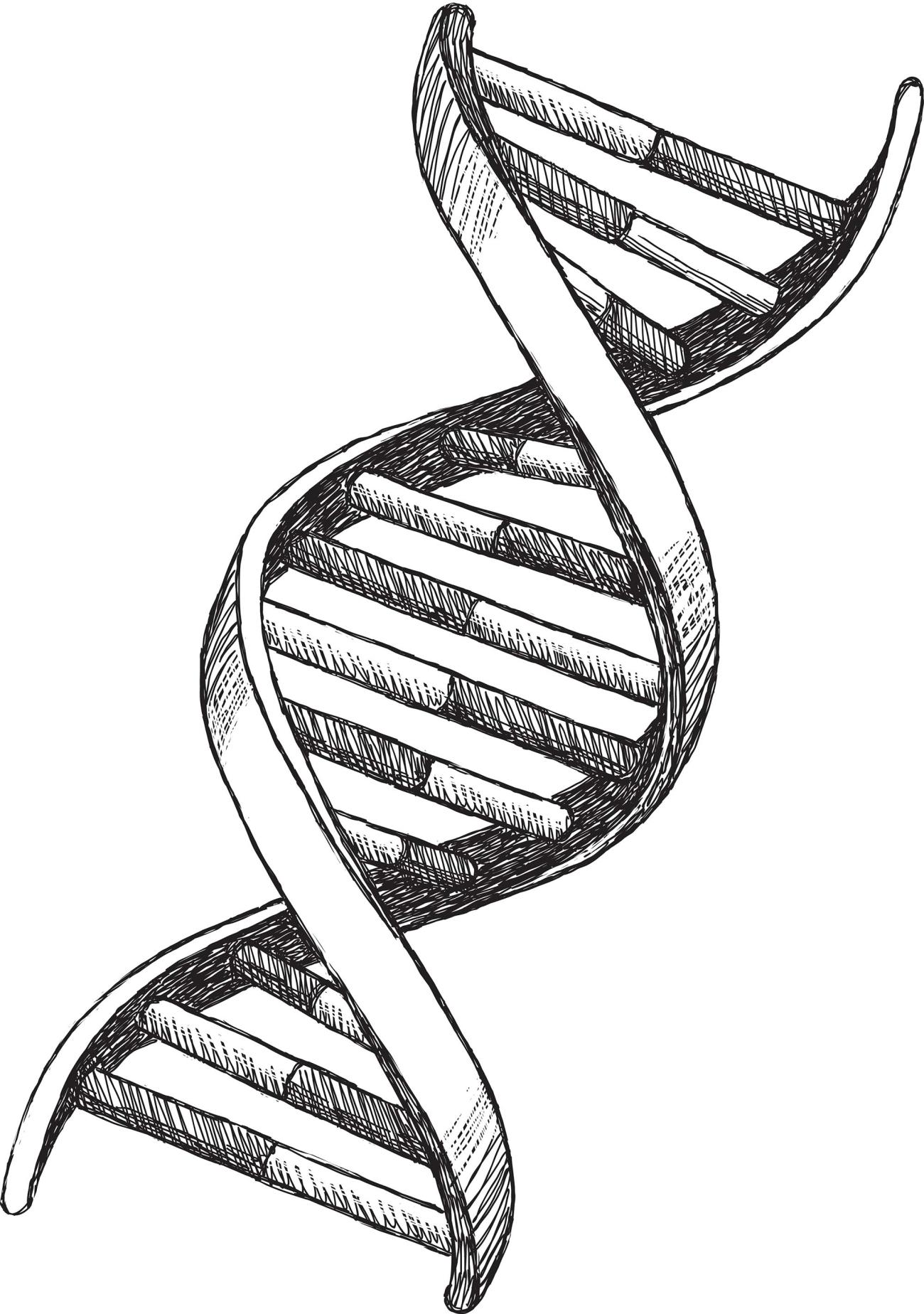Спираль ДНК рисунок