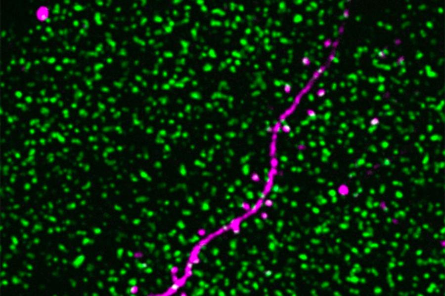 Machine learning helps scientists understand how the brain adapts to different environments