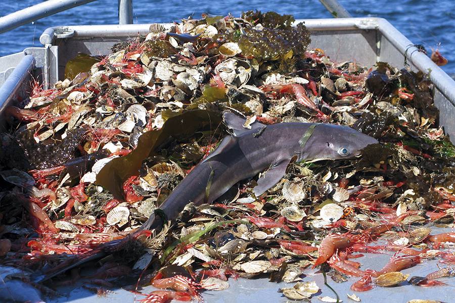 Nearly half of U.S. seafood supply goes to waste, Johns Hopkins