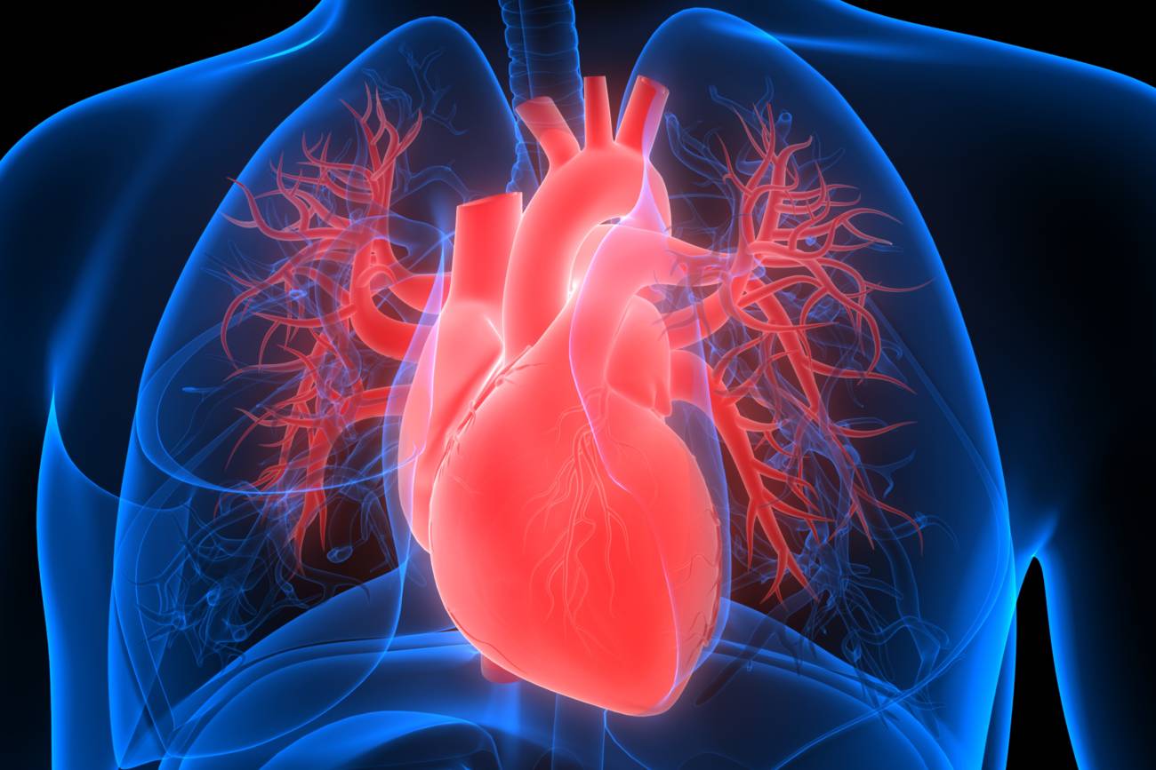 New heart modeling method may help doctors pump the brakes on sudden ...