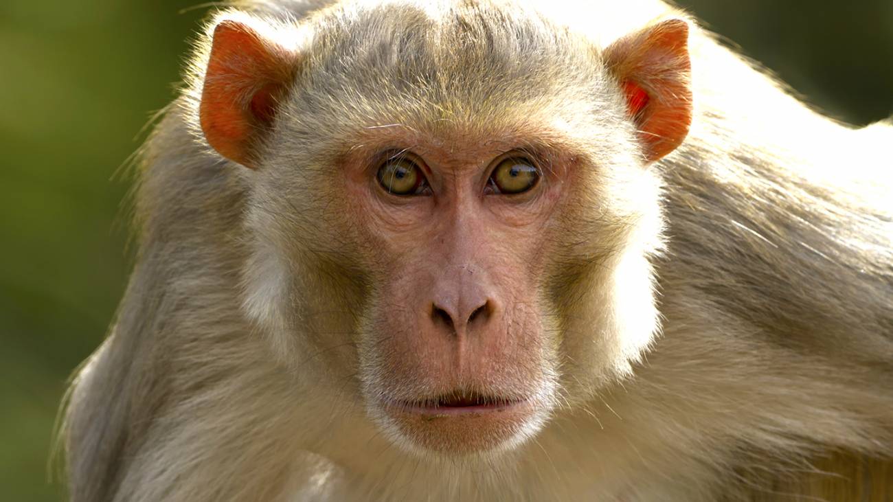 Gambling monkeys like big bets, study finds