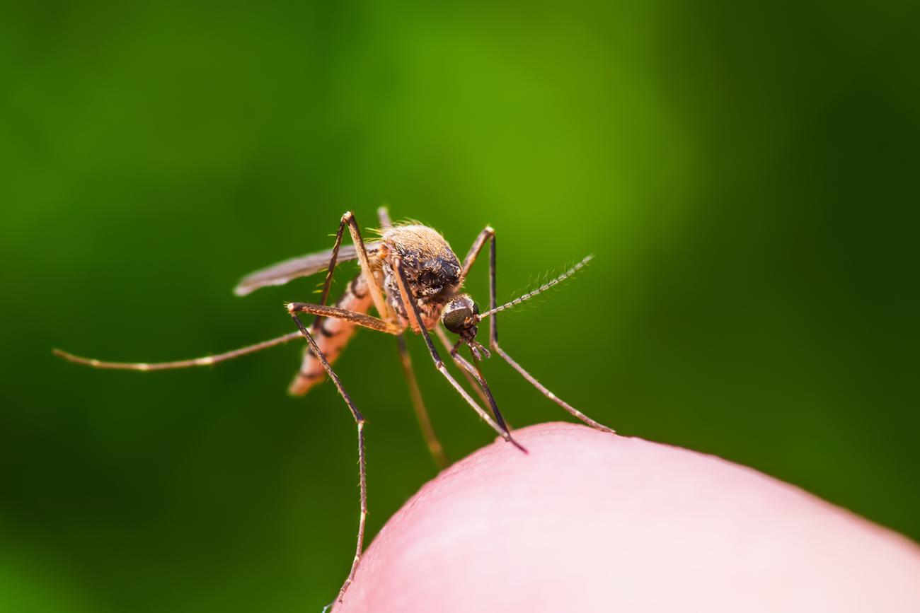 Mosquitoes use specialized wing tones to buzz potential mates Hub