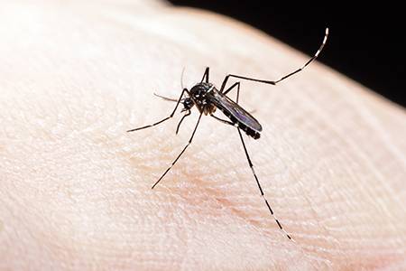 Florida Residents Oppose Use Of Genetically Modified Mosquitoes To Curb 